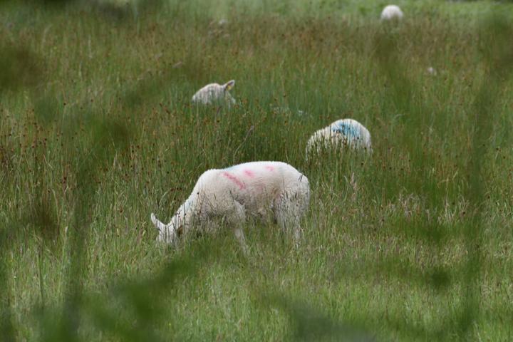 Two sheep grazing in a green meadow.