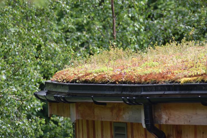 A roof planted with sedum and grasses against a line of trees.