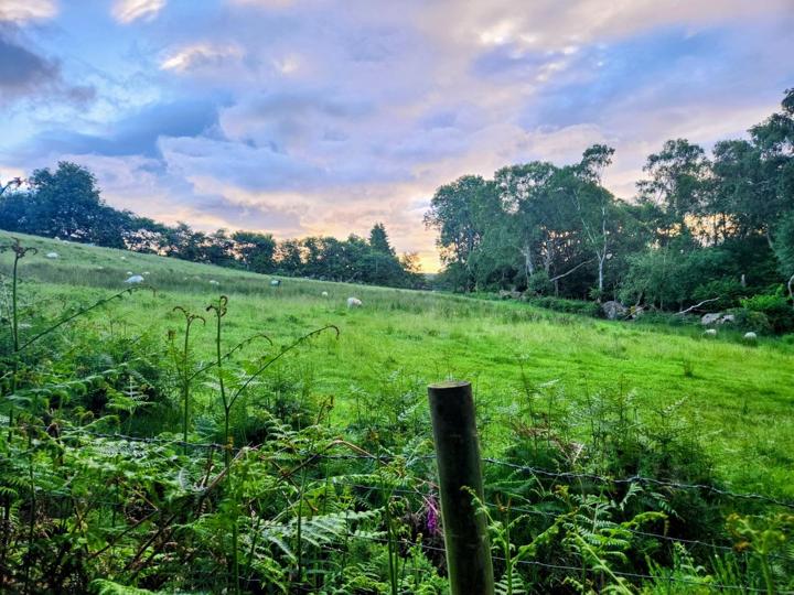 The meadow at dusk, sheep grazing under a dramatic evening sky.