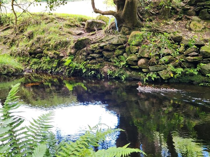 A duck leading her ducklings across a dark river below a mossy bank.