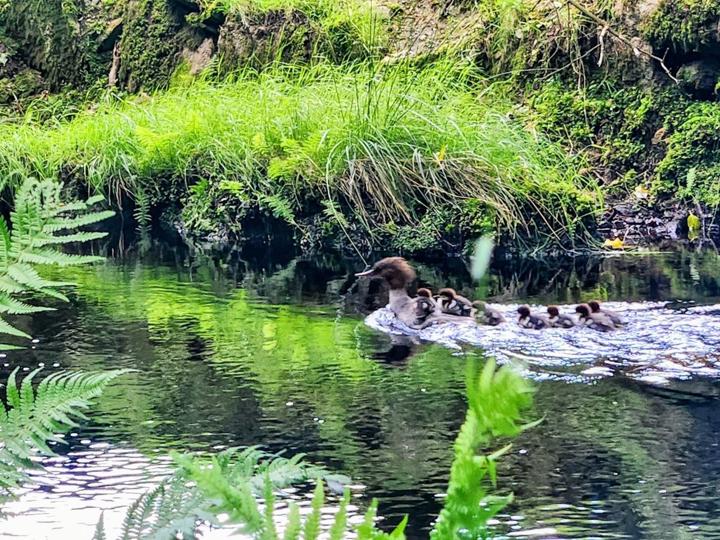 A closer view of the duck and ducklings on the water.