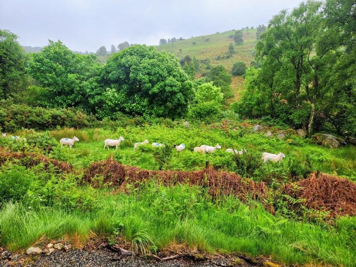 Sheep grazing on a bracken-covered hillside.